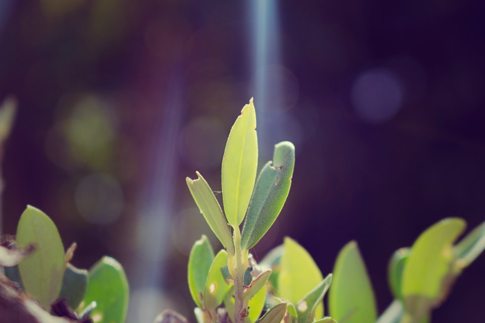 Garden, Green, Light