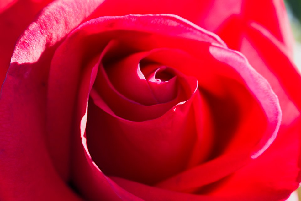 Beauty, Macro, Rose