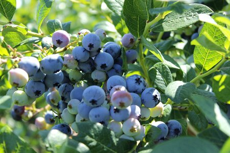 Blueberry fruit summer