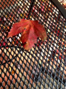 Leaves, Black, Red
