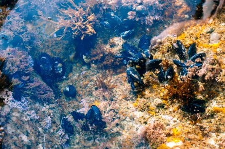 Monterey, United states, Shallow water