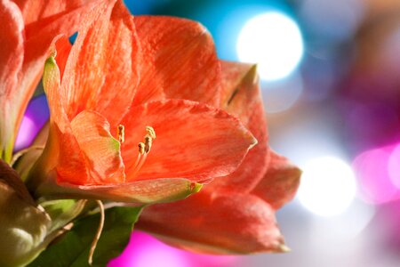 Bloom flower plant