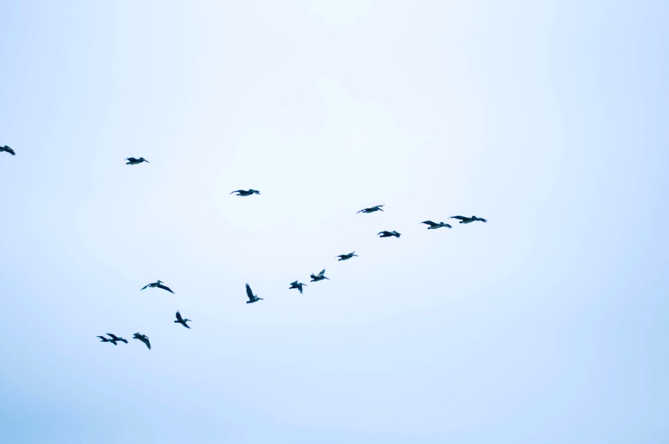 Nature, Birds, Pelicans