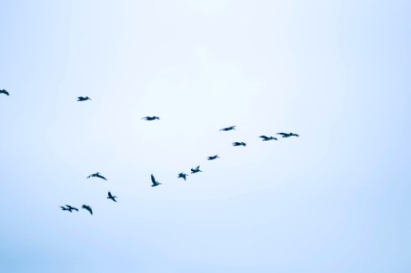 Nature, Birds, Pelicans