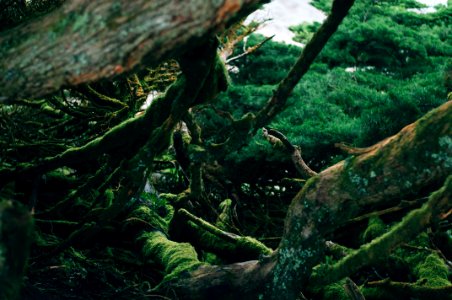 Wilderness, Wild, Jungle