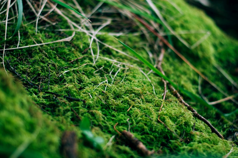 Grass, Stems, Leaves