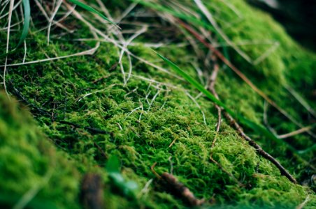 Grass, Stems, Leaves