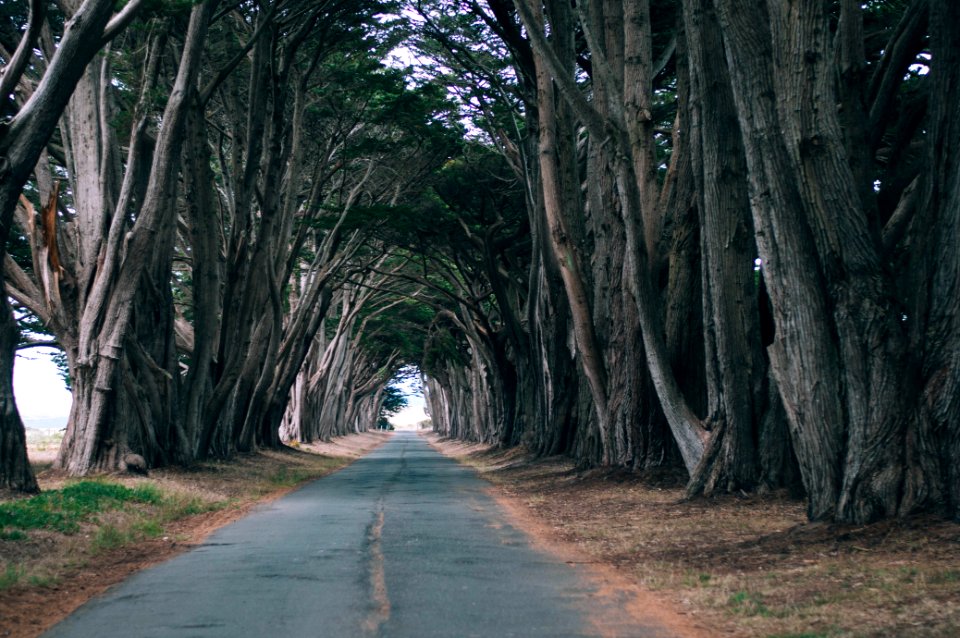 Point reyes national, Seashore campground, Point reyes station