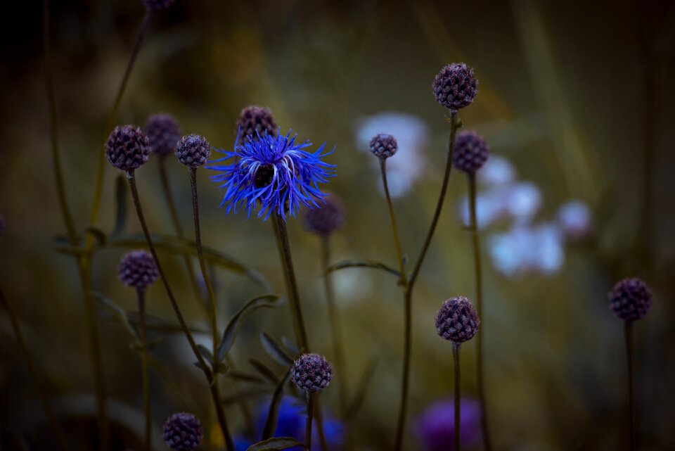 Flower pointed flower meadow