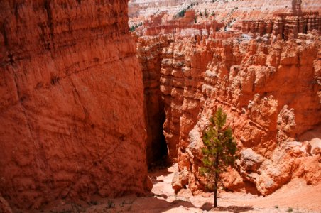 Bryce canyon, United states, Pine tree