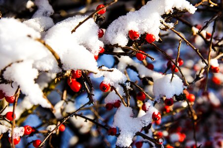 Winter nature red
