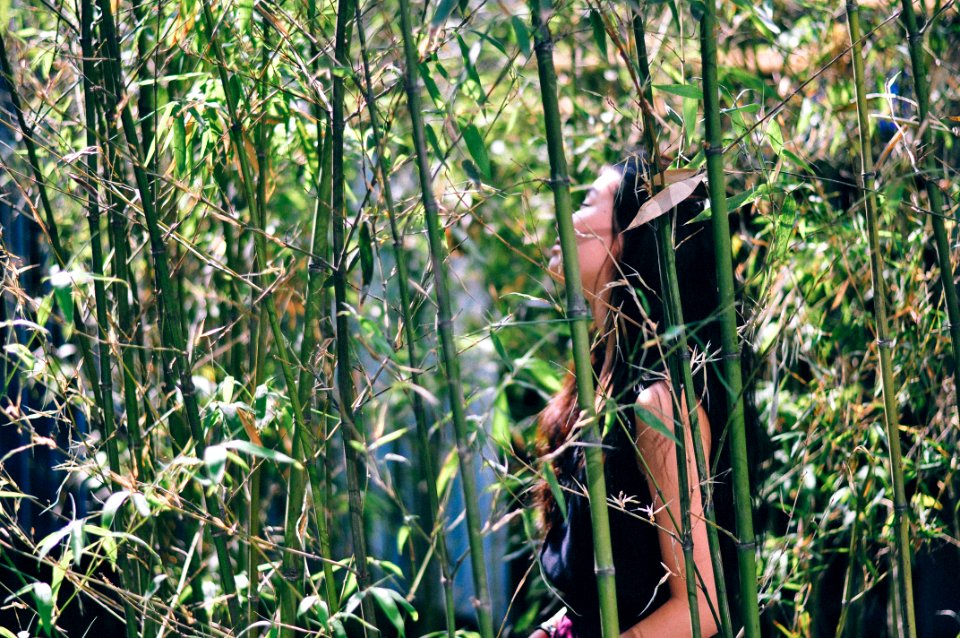 China, Green, Plant