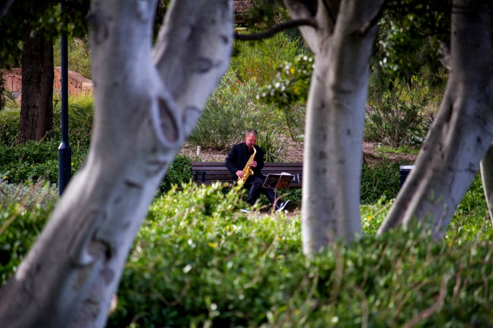 Sdh photos, Person, Trees