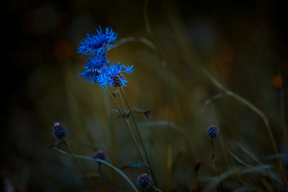 Flower pointed flower meadow