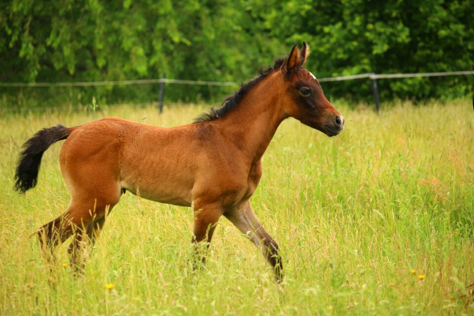 Brown mold thoroughbred arabian pasture