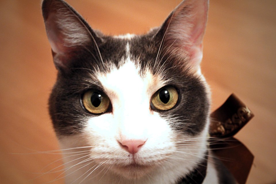 Dilute calico, Calico, Pet