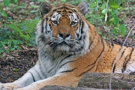 Carnivores predator cat