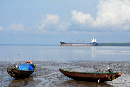 Cameroon, Wouri river, Mangroves