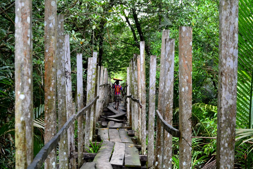Cameroon, Manoka reserve, Wood