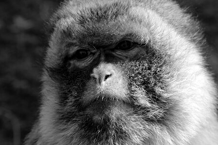 Animal primate imprisoned photo