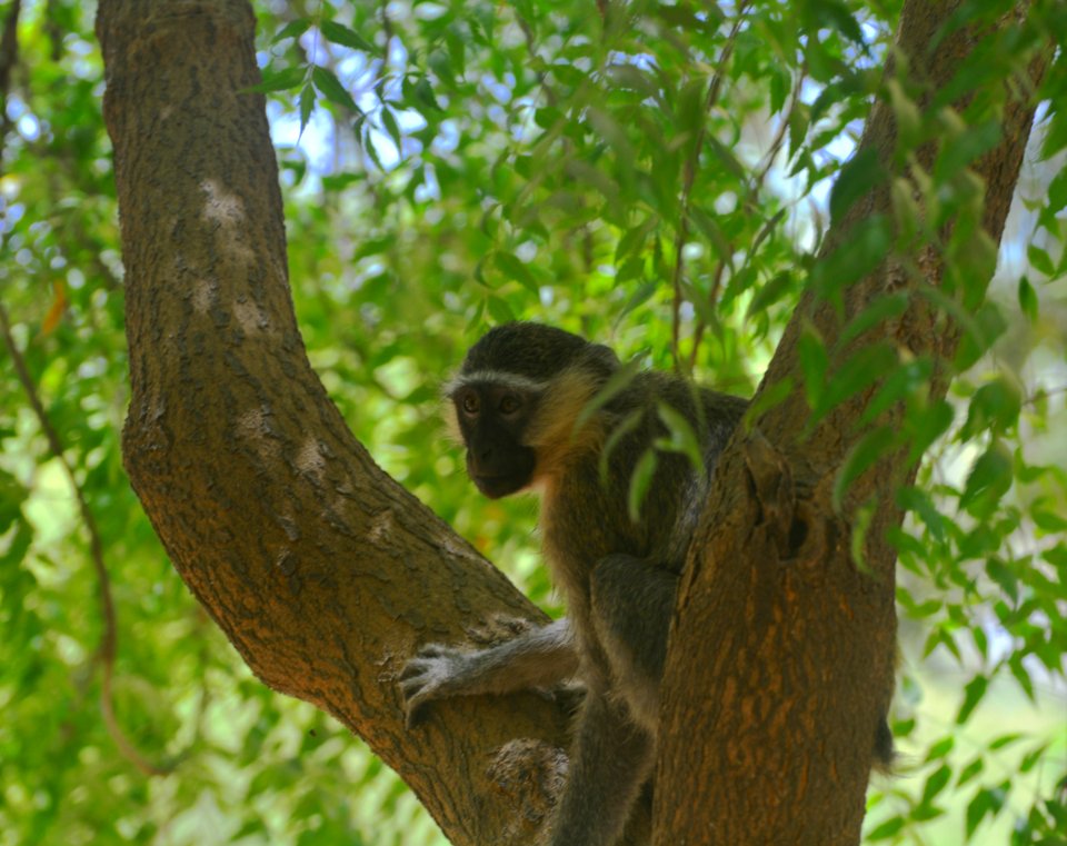 Cameroon, Garoua, Conservation