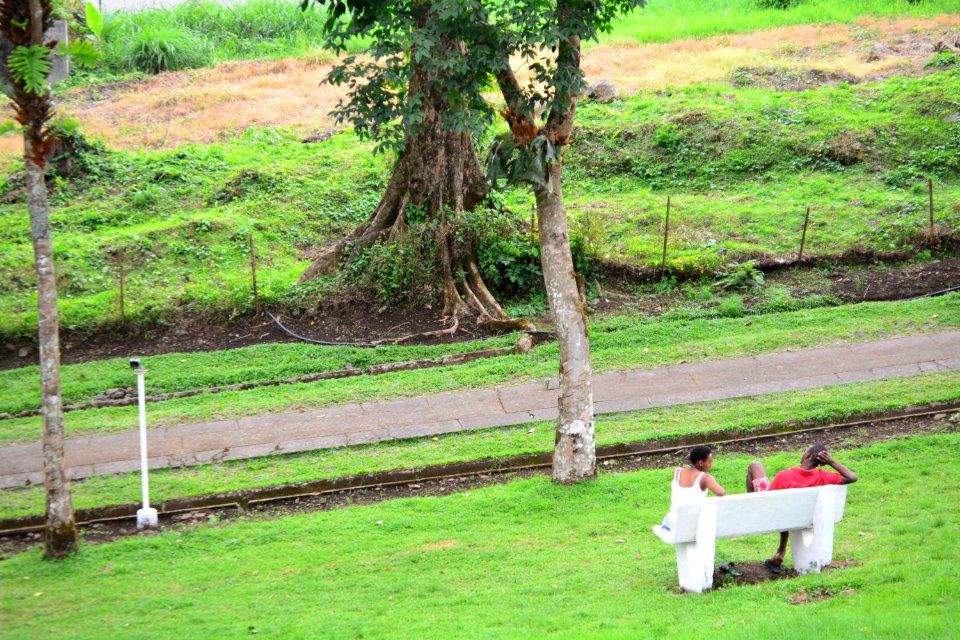 Buea, Cameroon, Trees