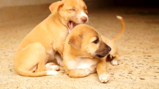 Kumulur, India, Puppy