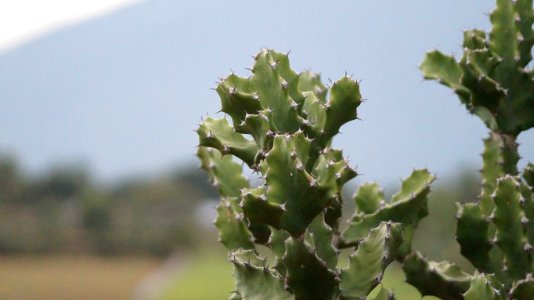 Coimbatore, India, Evergreen