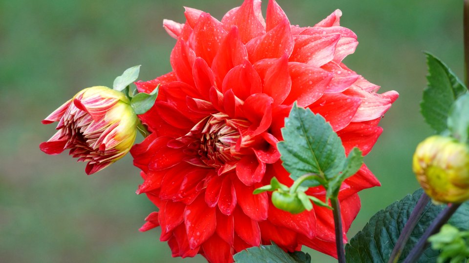 Ooty, India, Government botanical garden photo