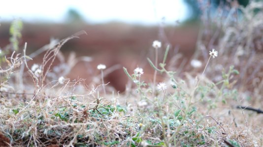 Dharapuram, India, Nature