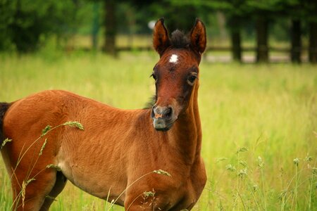 Brown mold thoroughbred arabian pasture