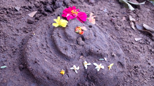 Tavanur, India, Flower