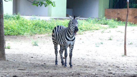 Mysore zoo, Mysuru, India photo