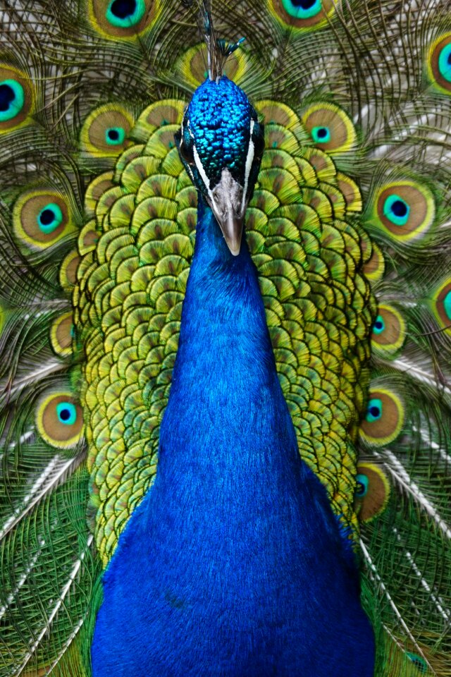 Iridescent gorgeous blue peacock
