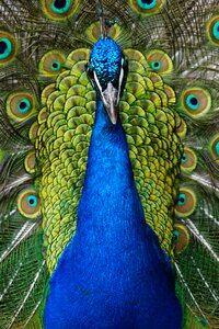 Iridescent gorgeous blue peacock photo