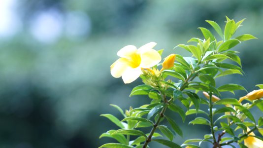 India, Thavanoor, Scape