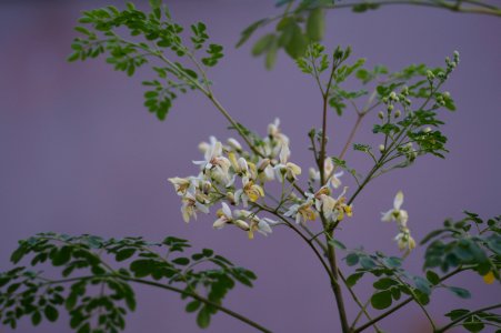 Coimbatore, India, Southindia photo