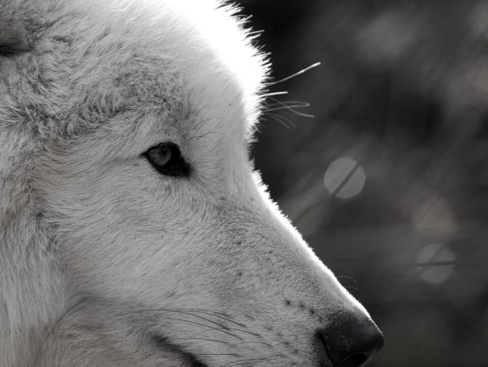 Eye close up wildlife park