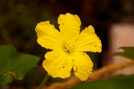 India, Coimbatore, Closeup photo