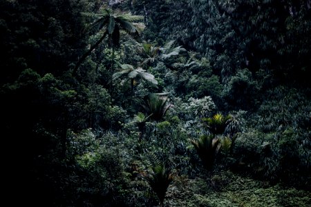 aerial photography of rainforest photo