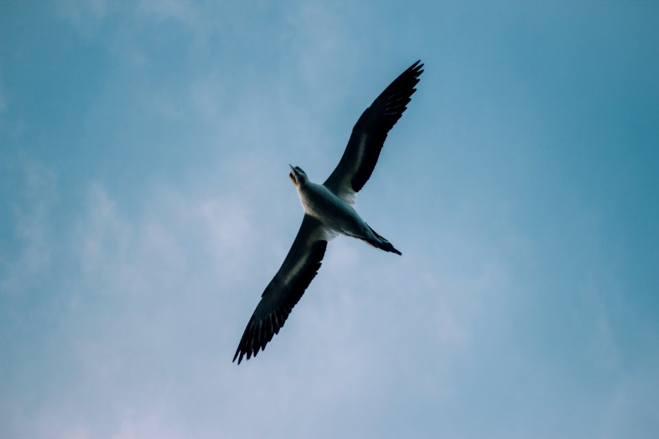 gray bird during daytime