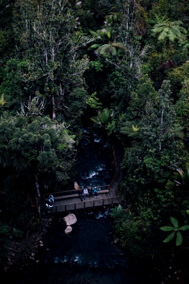 people standing near bridge viewing lake surrounded with tall and green trees