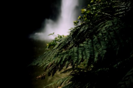 green-leafed plant