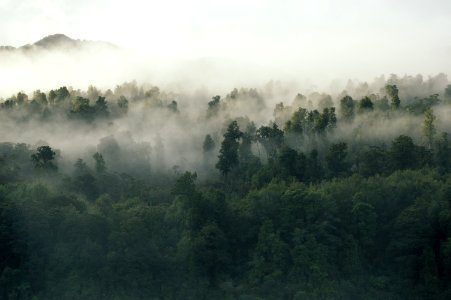 green leafed trees covered by fog during daytime photo