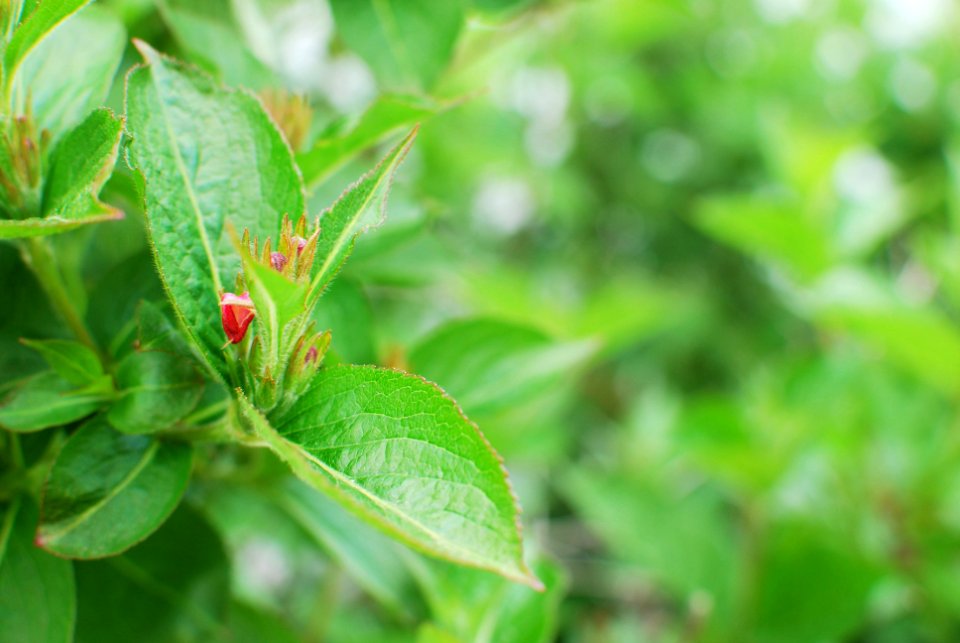 Il2016, Green, Leaf