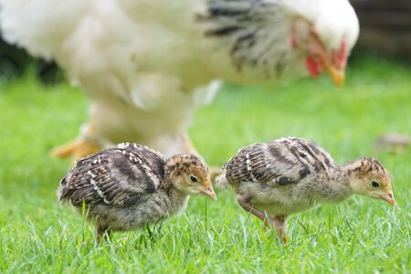 Chicken poultry free range photo