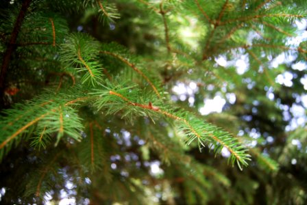 Tree, Branches, Tree branches