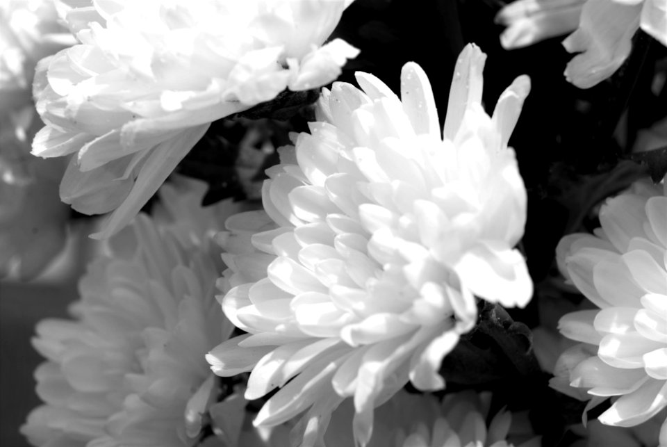 Flowers, Flower