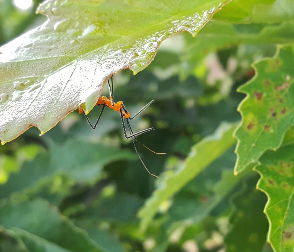 Insect hunt hunting