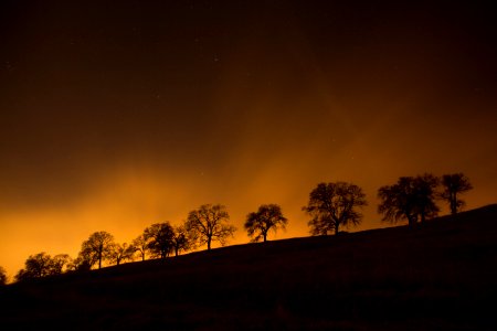 trees on top of hill